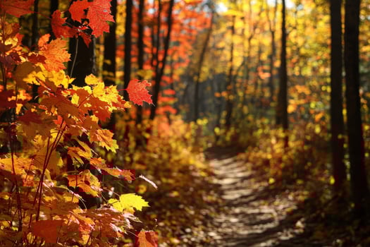 A path through a forest with colorful leaves photo