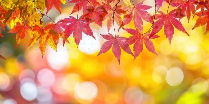 Autumn leaves on a tree with a bright background photo
