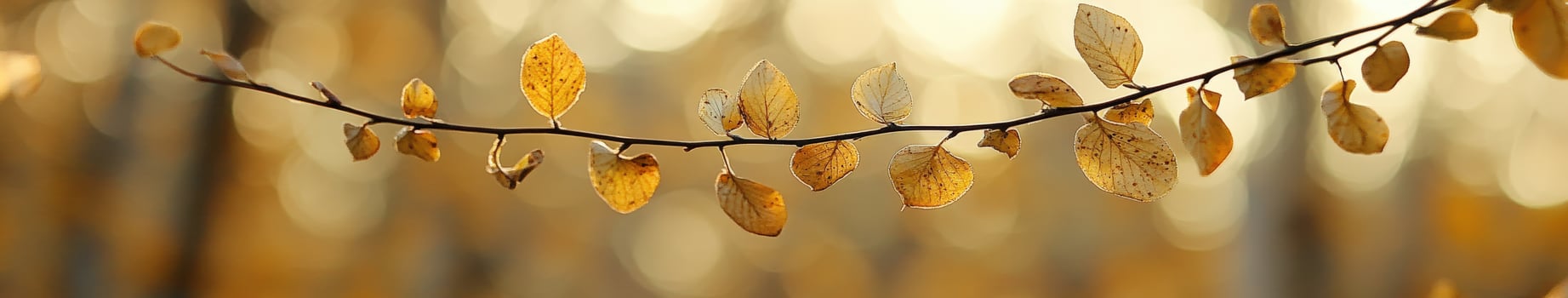 A branch with leaves in the sun photo