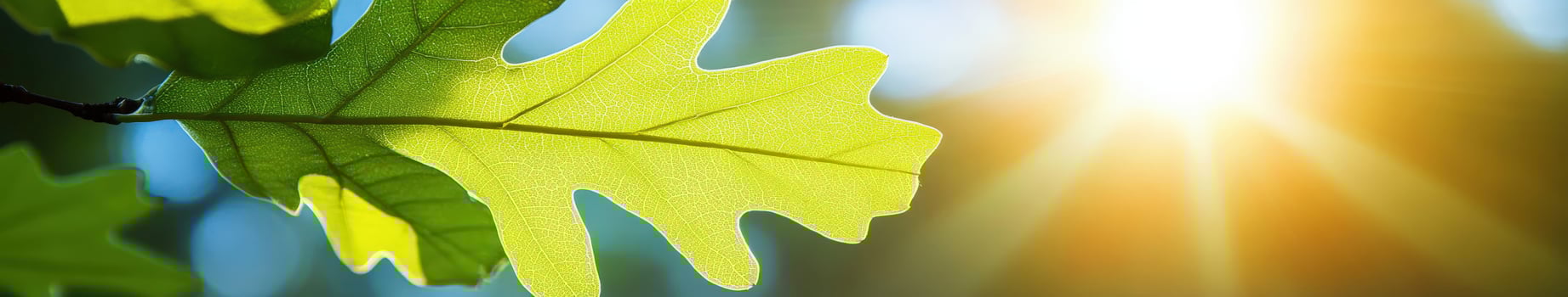 A green leaf is shown in front of the sun photo
