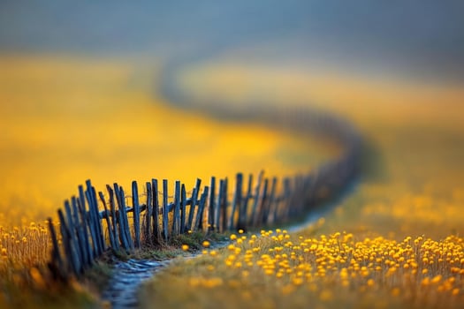 A fence is in the middle of a field with yellow flowers photo