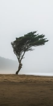 A lone tree on the beach in the fog photo