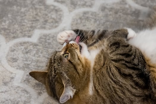 A cat rolling on its back on a floor photo