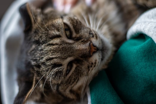 A cat laying on a person's lap photo