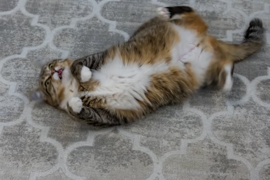 A cat rolling around on its back on a rug photo