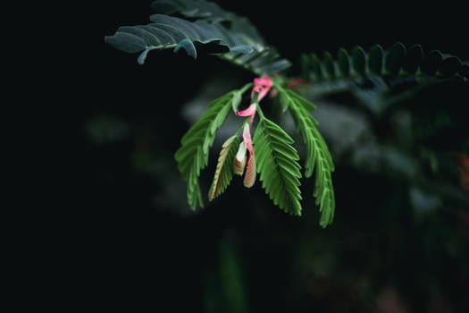 Small red and green leaves and dark nature background photo