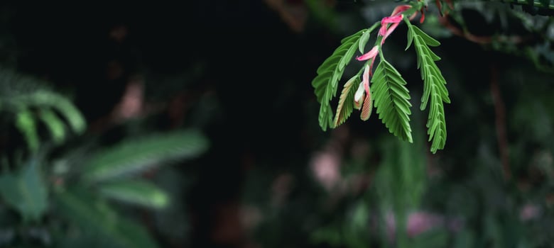 Close up small red and green leaves and dark nature background photo