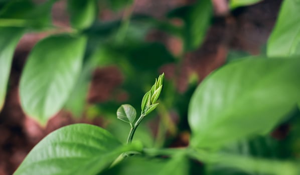 Close up small green leaves and blur green nature background photo