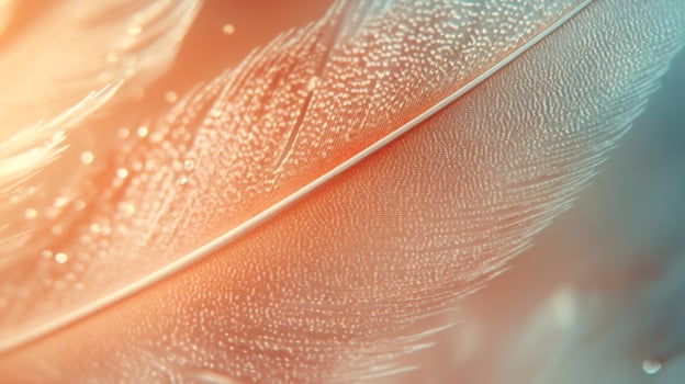 Feather close up showing tiny water droplets reflecting light photo
