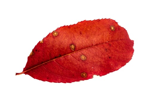 red autumn leaf on white isolated background photo