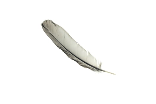 gray pigeon feather photo