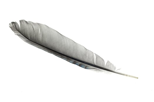 gray feather on a white isolated background photo