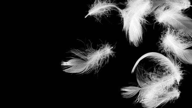 white duck feathers on a black isolated background. photo