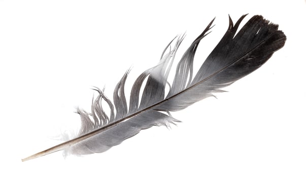 a pigeon feather on a white background photo