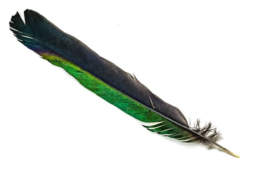 black and green magpie feather on a white isolated background photo