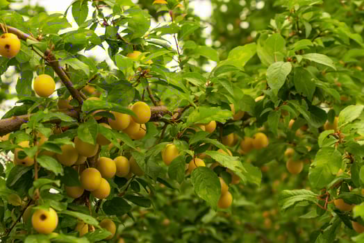 yellow plums on twigs with green leaves photo