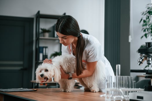 Female doctor, is taking care of maltese dog in the clinic photo