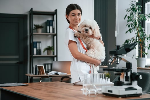 Female, doctor is taking care of maltese dog in the clinic photo