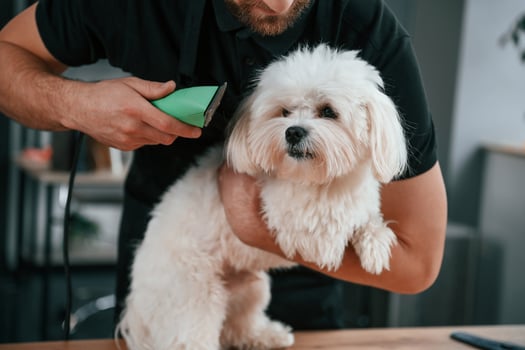 Trimming ,the fur.. Groomer is with Maltese dog indoors. Man is in the black uniform photo