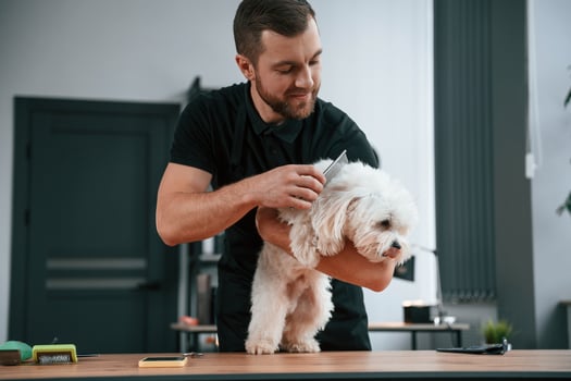 Animal is on the table. Groomer ,is ,with Maltese dog indoors. Man is in the black uniform photo