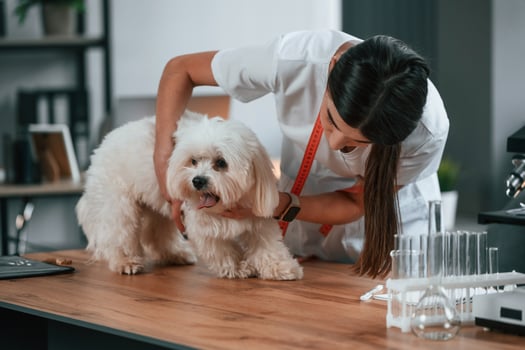 Female, doctor ,is taking care of maltese dog in the clinic photo