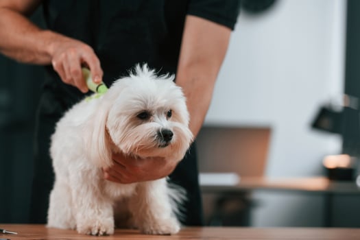 Groomer is with Maltese dog indoors.. Man ,is in the black uniform photo