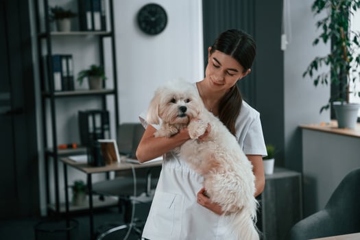 Female doctor ,is taking care of maltese dog in the clinic photo