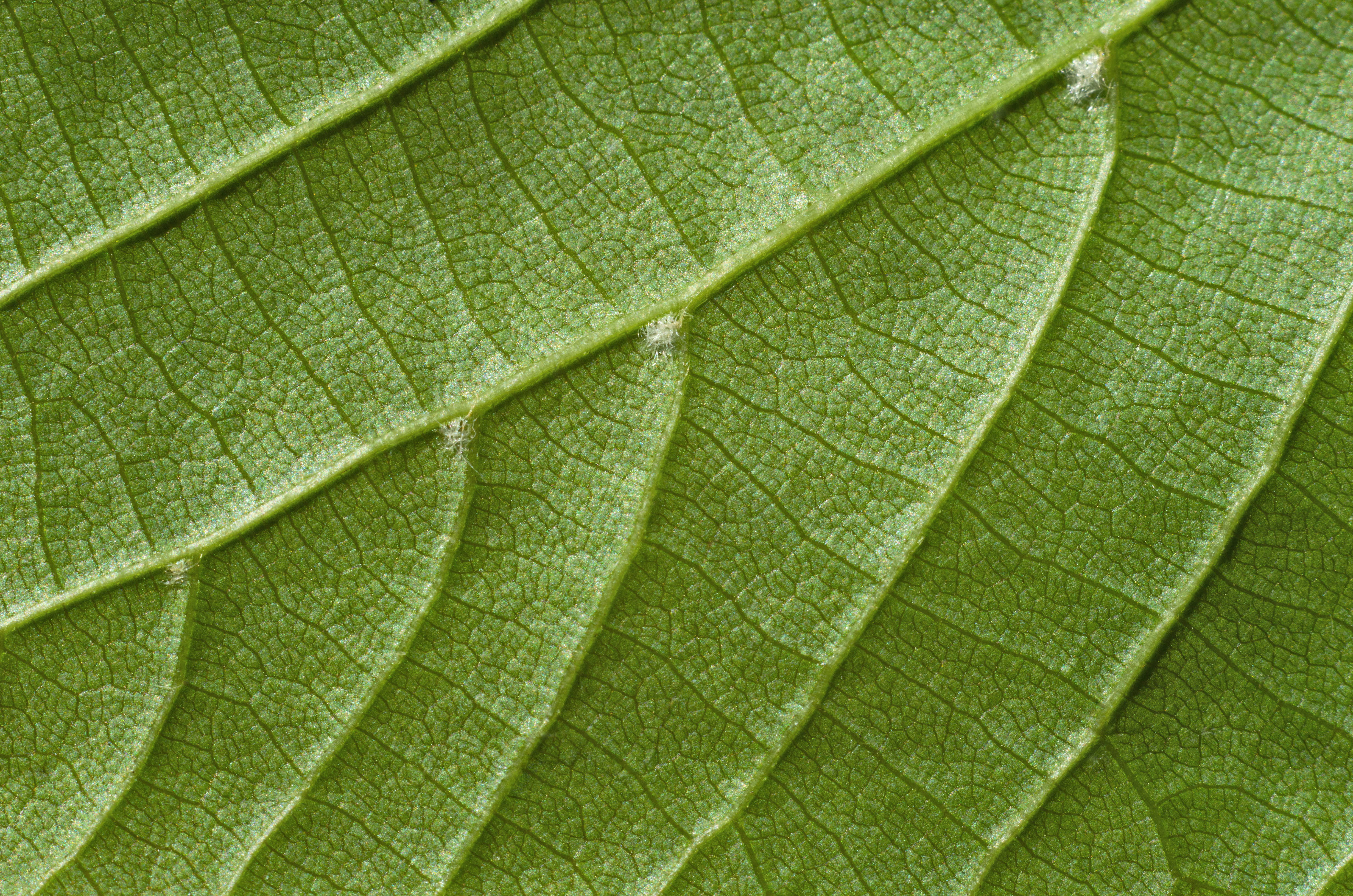 Green leaf texture photo