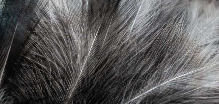 gray feathers with visible details. background or textura photo