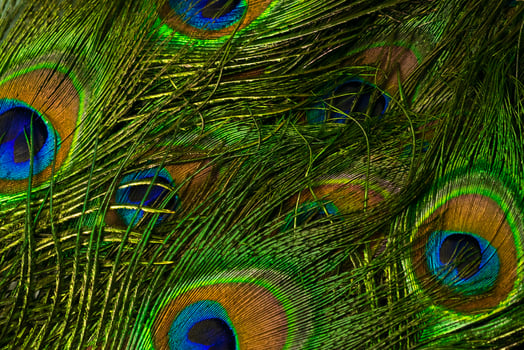 feathers of a peacock. background photo