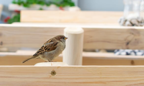 sparrow sitting on a bright wooden bench photo