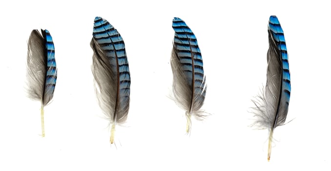 blue with black striped jay feather isolated background. photo