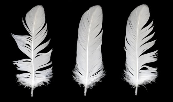 white feather of a goose . black background photo