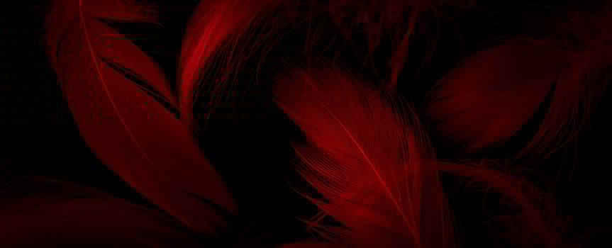 red duck feathers on a black isolated background photo