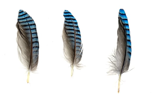 blue with black striped jay feather photo