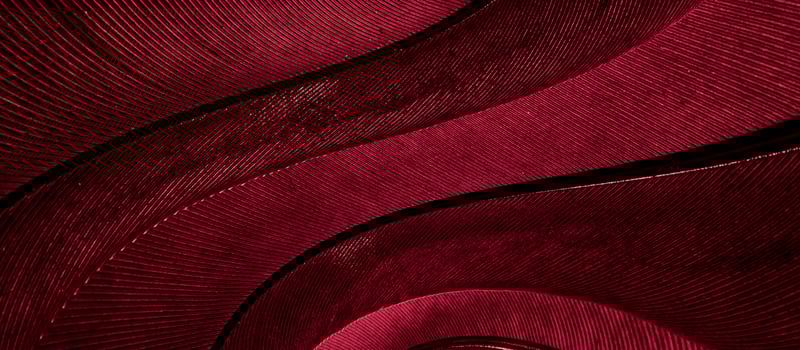 red feather pigeon. texture photo