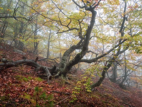 Misty autumn slope of the forest. photo