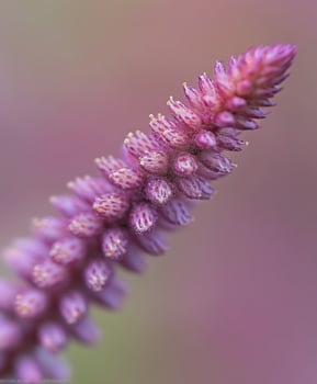 Beautiful purple flower close up photo