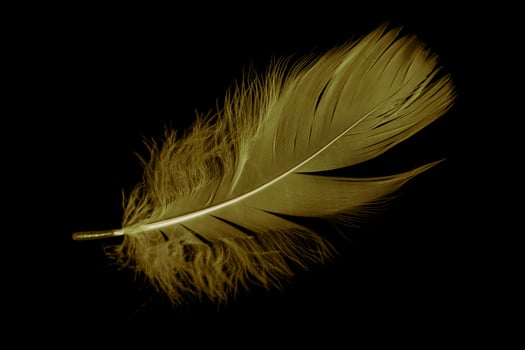 gold feather goose. photo