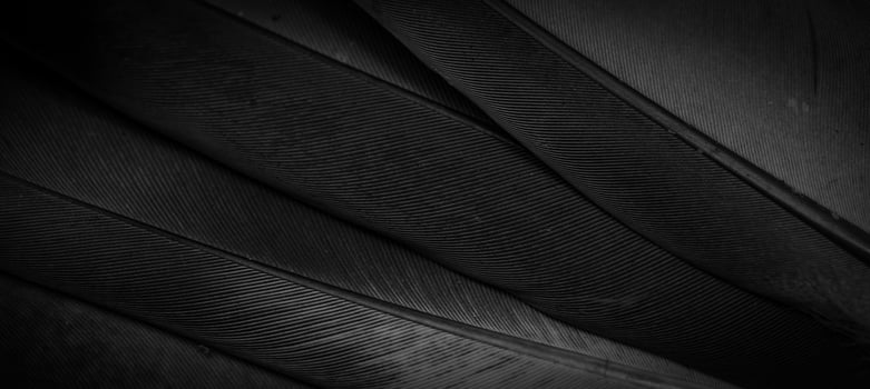 black feather pigeon photo