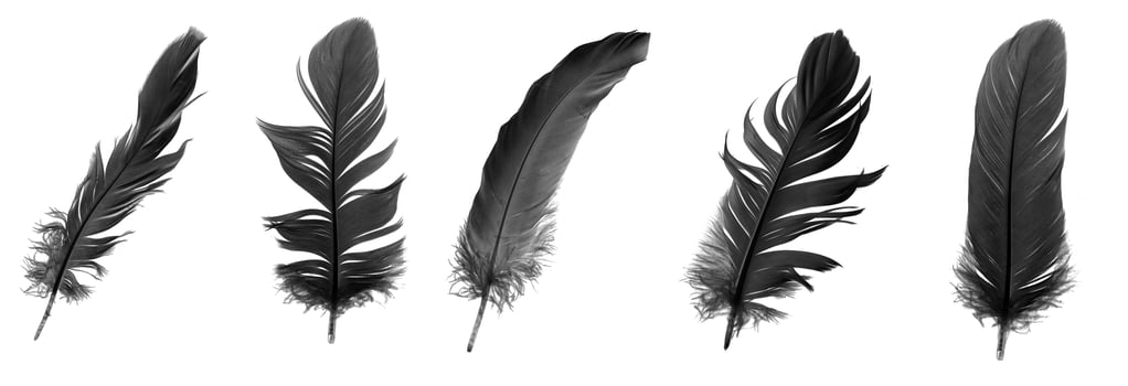 black goose feather on a white background photo