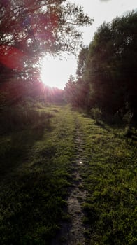 Sunlight shining through forest trees onto a rural path. Peaceful nature scene with dramatic light and long shadows. Ideal for concepts of calm, travel, or outdoor exploration. photo
