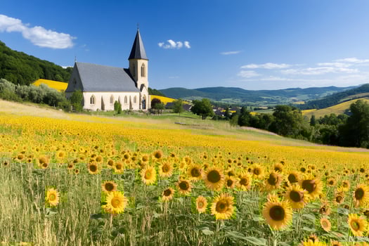 Sunflower field blooming near a church in the french countryside photo