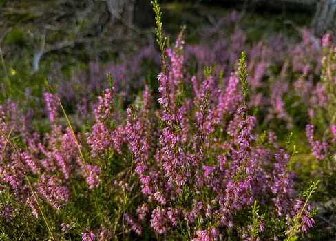 Close-up view of blooming purple heather flowers in a sunlit forest meadow photo