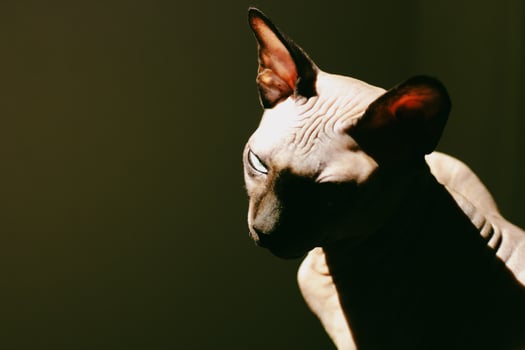 canadian sphynx cat desktop wallpape.r photo