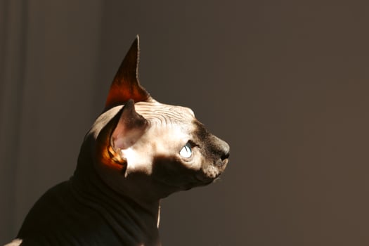 canadian sphynx cat wallpaper photo