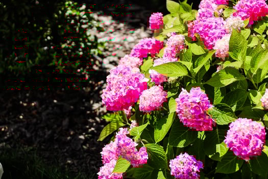 Close up of pink hydrangea bushes in the garden photo