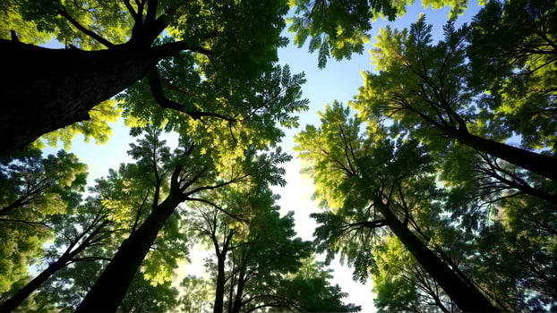 Lush Canopy View of Tall Trees Under a Bright Sky photo