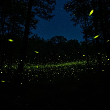 Fireflies in the night sky photo