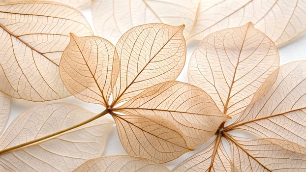 Delicate Leaf Skeletons Intricately Designed Nature Background for Designers and Nature leaf plant photo